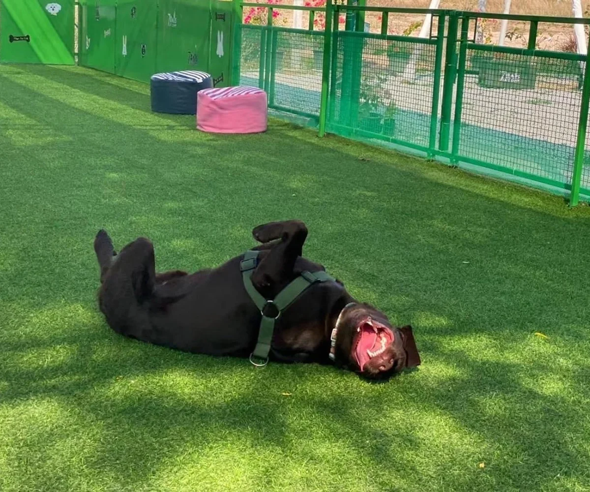 หญ้าเทียมสำหรับสัตว์เลี้ยง หมดปัญหากลิ่นและพื้นเลอะ