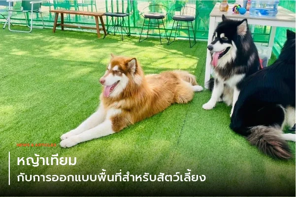 หญ้าเทียมกับการออกแบบพื้นที่สำหรับสัตว์เลี้ยง