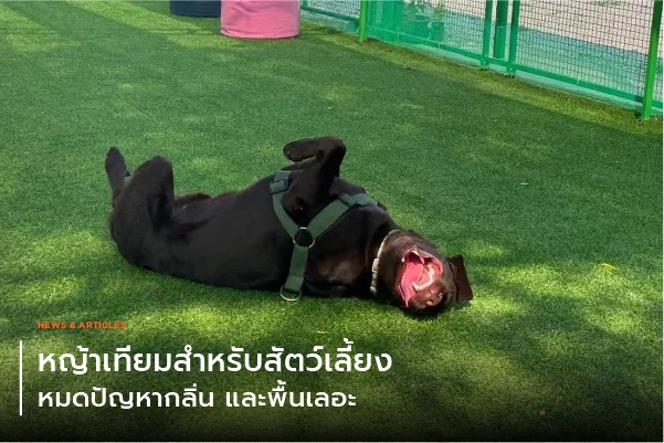 หญ้าเทียมสำหรับสัตว์เลี้ยง หมดปัญหากลิ่นและพื้นเลอะ