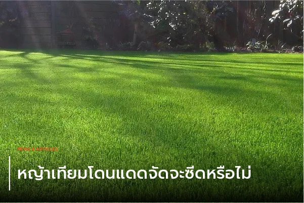 หญ้าเทียมโดนแดดจัดจะซีดหรือไม่