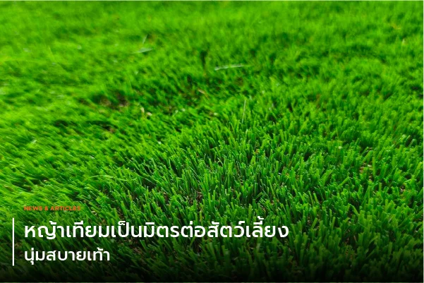 หญ้าเทียมเป็นมิตรต่อสัตว์เลี้ยง นุ่มสบายเท้า